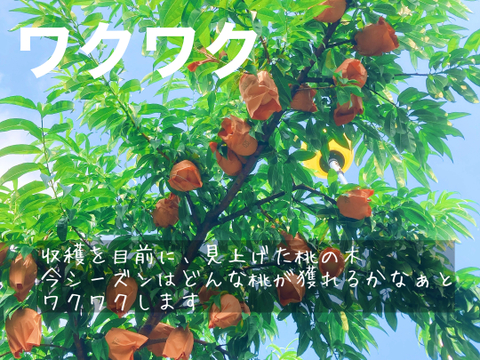 【家庭用】旬真っ盛り！７月中旬～８月中旬の岡山の桃　小箱 ４～６玉