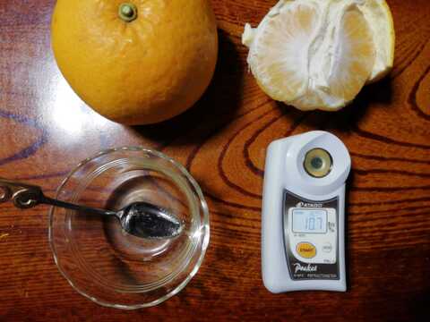 木なりシンアマナツ(新甘夏)　５㎏【農薬化学肥料不使用】【熨斗(のし)対応可】