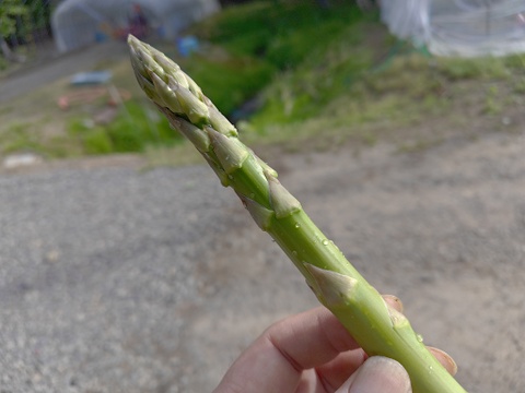 【朝採れ当日発送】北海道産グリーンアスパラ 2kg｜野菜ソムリエサミット受賞　L・M混合 1kg