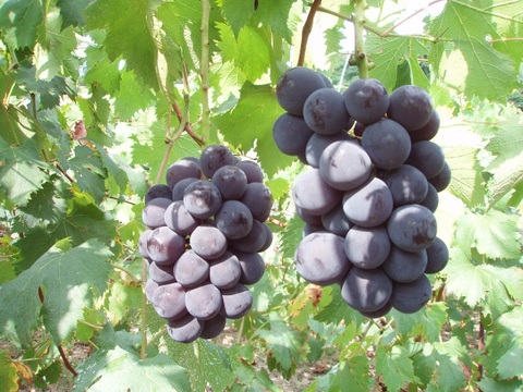 【食べる喜び・贈る喜びを感じる】シャインマスカットと巨峰のセット2㎏