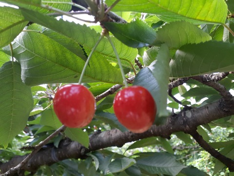 【お客様感謝セール　価格２０％OFF】さくらんぼ佐藤錦 1㎏ バラ詰 山形県産