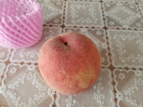 早期予約価格　🍑さくら白桃　約1.5kg 5玉前後　9月上旬発送　希少な桃　【ASIAGAP認証農場：津軽農園】　安心・安全な桃　収穫した日に発送　家庭用　農家直送