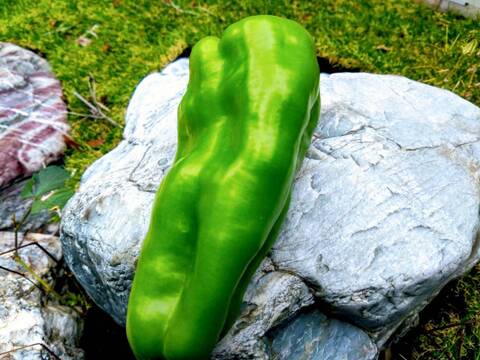 🫑野菜嫌いが吹っ飛ぶ🫑『下剋上ピーマン』400年土壌の栄養を最大限享受したブランドピーマン💡寛永鶴見ブランド1kgお試しキャンペーン💪2026年度予約☘️