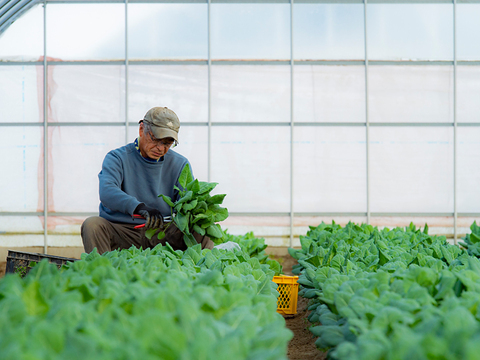 【機能性表示食品セット】高めの血圧が気になる方へ。ぼやけ、かすみが気になる方へ。旬搾り青汁GABAケール、ソフトケールGABA、カーボロネロルテイン「健康に気をつけて元気でいてね！」【母の日ギフト！】