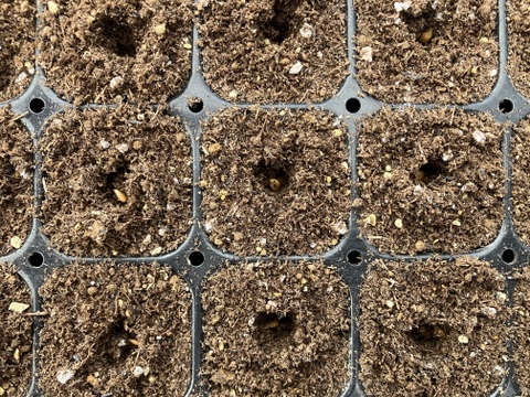 【有機JAS】飛騨産大玉トマト2キロ箱
今年もやっぱり丸かじり！麗月