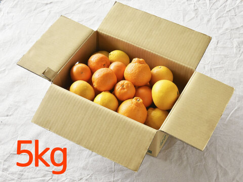 【ご予約受付中】春かんきつお楽しみ箱【家庭用(訳あり)】5kg