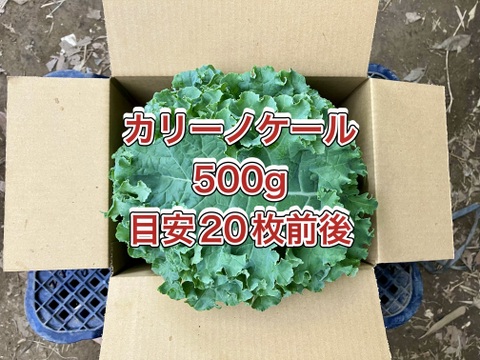 【鹿児島産】甘塩カリーノケール箱込み500g^_^