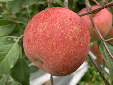 山形県産りんご　贈答用　サンふじ！美味しい　蜜入りんご　10kg