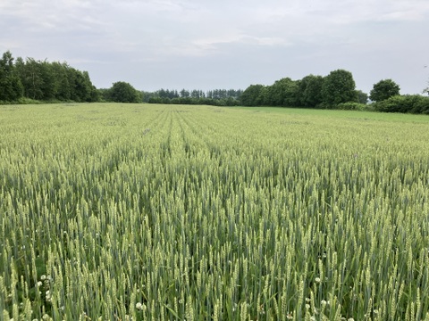 【送料一律360円・ポスト投函】超希少！全粒粉パスタ（平麺）《農薬化学肥料不使用小麦使用》