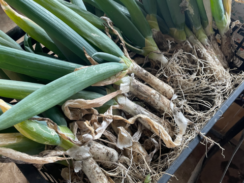 ネギの殿様！　固定種ネギ『下仁田ネギ』(10本)　Mサイズ