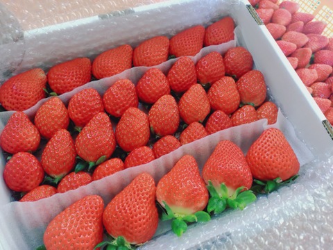 （３月発送）
４箱トクトク🍓いちごの宝石箱！
朝摘み完熟酵素栽培の
こだわりいちご