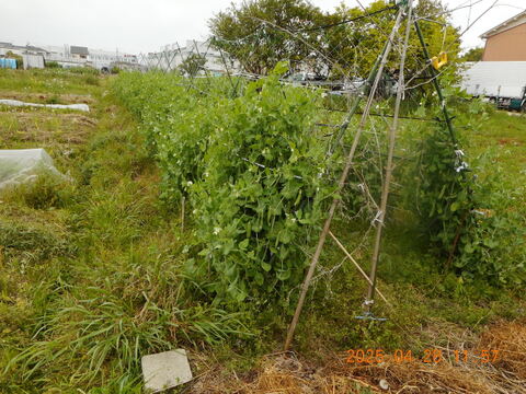 予約販売

自然農栽培のエンドウ豆セット　（スナップエンドウ、大サヤエンドウ、碓井エンドウ、そら豆）など。