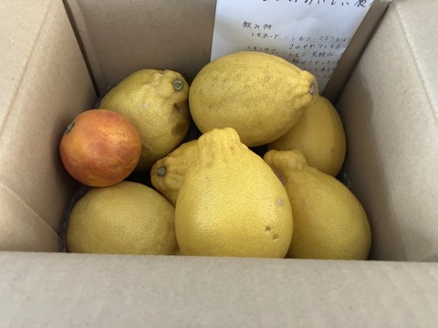 種がないレモン箱込約2㌔ 1,000箱以上売れるレモン 発送早い！！：愛媛