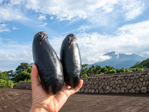 自然のうるおいで艶やかに育った島原の『うる艶なす』| 1 ㎏