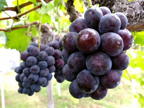 【売り切れ】【限定300セット】ぶどう食べ比べ便　第2弾（食べチョク公式）