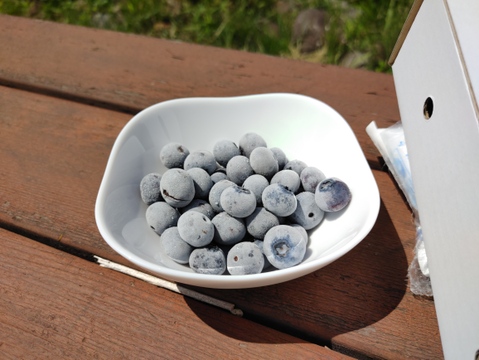 収穫して大粒のみを選別してすぐに冷凍しました！ビッグりサイズの『フローズンブルーベリー（冷凍ブルーベリー）』400g×2品種（山梨県北杜市産）