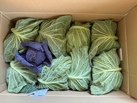 ８玉🌊海風🌊春キャベツ🌊