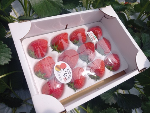 べにたま　大粒１２～１５粒入り」オリジナルのワイン堆肥で栽培し有機ゴミをサステナブル資源活用ができる「いちご特別栽培」認証！
「のんびり樹ままに発送プラン」です。秩父いちご農家　ただかね農園