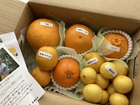 仲屋の柑橘●種 食べ比べセット 2kg 仲屋 海瀬農園  バラエティセット 国産白柳ネーブルや国産レモンなど 希少品種含む 詰め合わせ！