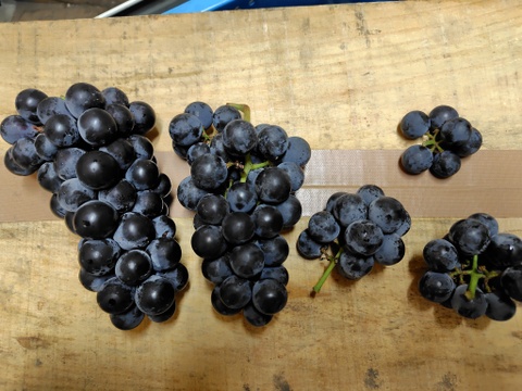 ≪家庭用・加工用≫☆昭和の味☆ 青森県産キャンベル・アーリー 約3~
4㎏詰め