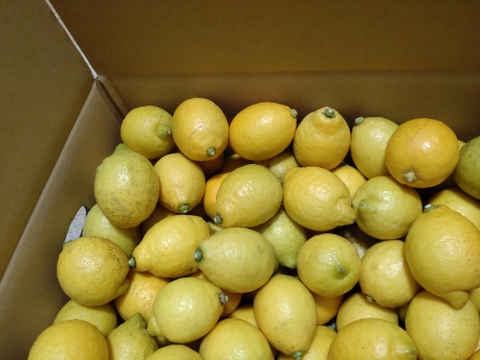低農薬栽培　 広島県産　レモン 2kg(箱込み)