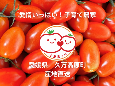 【まずはこれから！】アイコ（500g）とフルティカ（500g）のジューシートマト🍅食べ比べセット（計1キロ）