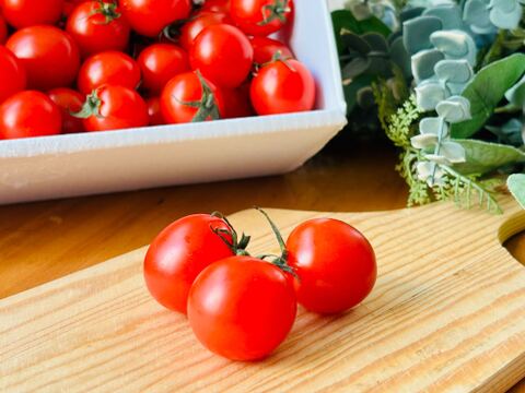 【甘くて芳醇ご褒美ミニトマト】　寒暖差で甘みが凝縮した今が旬！太陽の光をたっぷり浴びて育った高糖度ミニトマトをギフト箱でお届けします！自分へのちょっとしたご褒美、大切な方への贈り物にも！　2kg×1箱