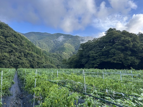 【予約】【子供も喜んで食べる🫑】　朝採れ発送！　兵庫県香美町産「たじまのピーマン１ｋｇ」