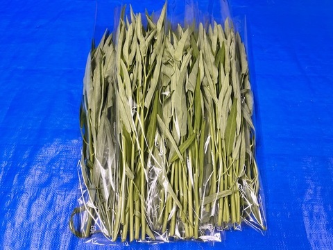 【農薬不使用】茎までやわらか！至宝の空芯菜（エンサイ）（500g）