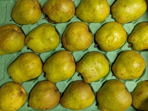 ラ・フランス食べ頃5kg