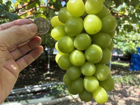 限定1点ﾓﾉ！:特大ビッグサイズ1房700g！☆山梨県産シャインマスカット贈答　ギフト　家庭用にも　予約No.14