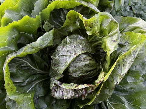 結球タイプの「カステルフランコ・ルシア」（2個入り）