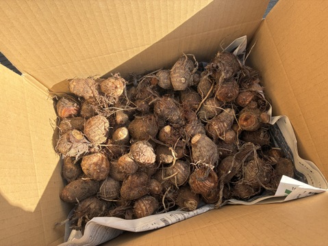 【訳あり】ねっとり食感がたまらない！　サトイモ『土垂』(3KG)　小さめサイズ