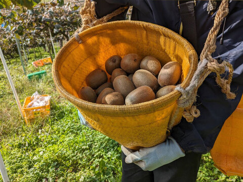 贈答用（特選品）キウイ　ミックスサイズ　1kg（約8～11個入） 370-1-1