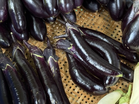 採れたて！旬の野菜セット(8〜12品目)【冬ギフト】