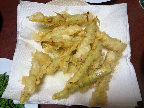 やわらかい食感！月山山麓大地の恵み！ 天然月山筍 １.５ｋｇ