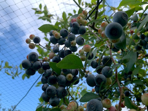 まじりっけなし！自然栽培『ジャム用 生ブルーベリー』1kg