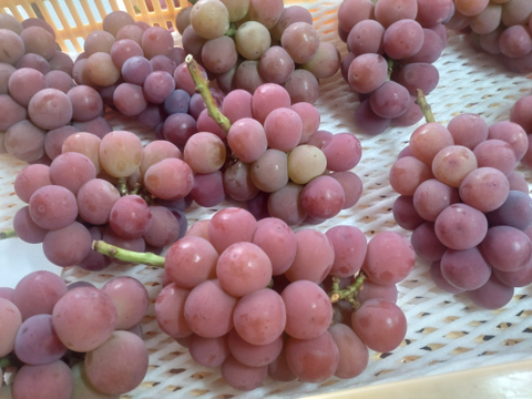 【家庭用】平井利右衛門の赤ぶどう（悟紅玉(ゴルビー)/3～4房）