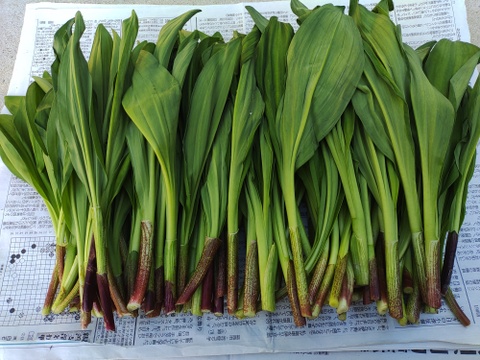 【2026年予約受付中】行者にんにく花蕾1kg　　90°に曲がった最高の状態を出荷します　幻の山菜