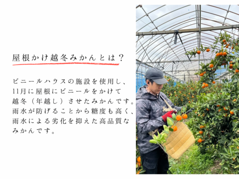 超完熟宮川早生⭐︎屋根かけ越冬みかん　5キロMサイズギフトにも！　有田みかん　早生みかん