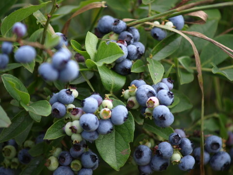 元気カラーで華やかに‼北海道十勝産冷凍ベリー詰め合せ（6種計1kg）