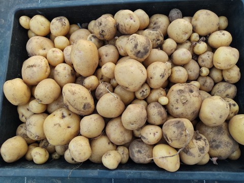🥔どの組み合わせが届くかお楽しみ！旬のじゃがいも2品種食べ比べセット 約2kg｜農薬・化成肥料不使用🥔