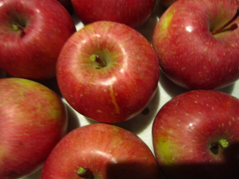 樹上完熟サンふじ 御贈答用には惜しい総重量 約4.5kg前後 青森県 南部地方産 自家りんご農園生産直送品！