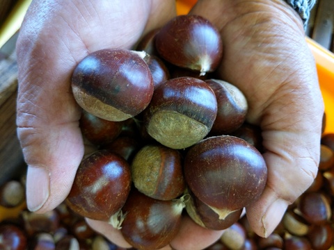 NEW☆彡氷蔵熟成栗かねこさんちの国産焼き栗（3パック）