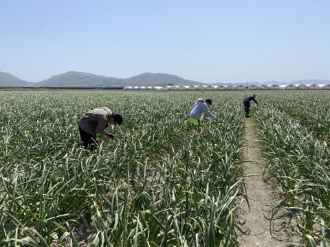 長崎県産　やわらか『おのんにんにくの芽』（300g）