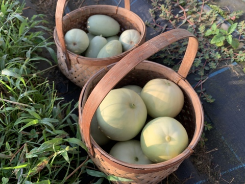 【自然栽培】固定種 みずほニューメロン＋網干メロン 4kg以上★農薬・肥料不使用