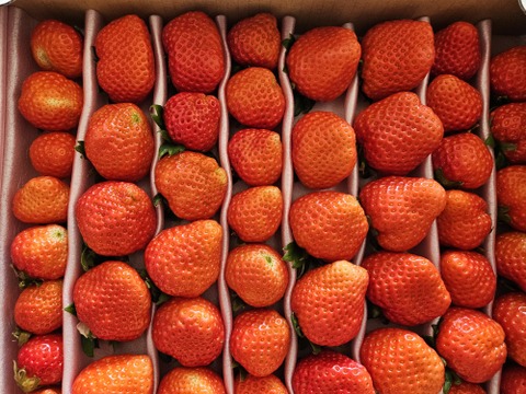 【数量限定】大きすぎてゴメンなさい！不揃いイチゴ