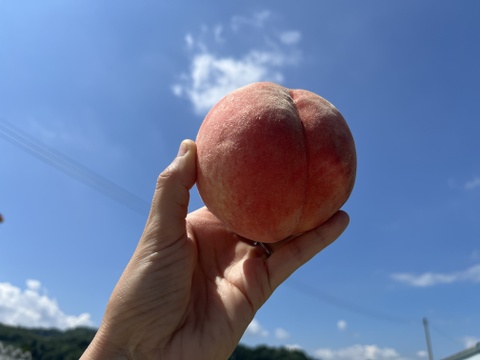 桃「川中島」家庭用5kg（10〜18玉）