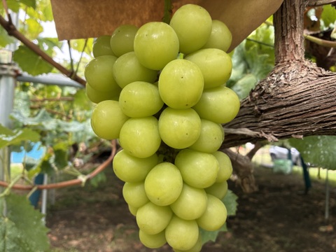 限定1点ﾓﾉ！:特大ビッグサイズ1房700g！☆山梨県産シャインマスカット贈答　ギフト　家庭用にも　予約No.15