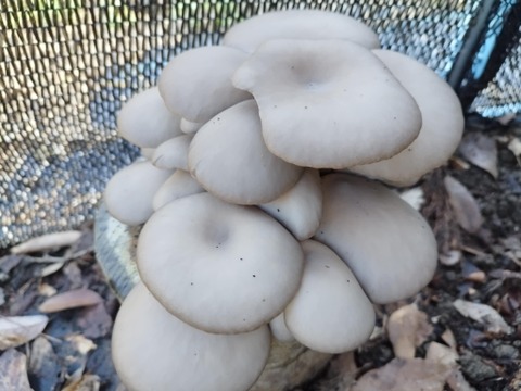 今が旬！肉厚ジューシー『原木ひらたけ』250g ×2P